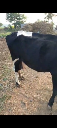 थंबनेल 2