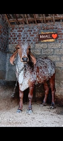 ગાયું નો તબેલો બનાવવા માટે મળો