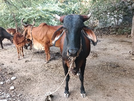 પેલુ વેતર હોડકી વેચવાની છે