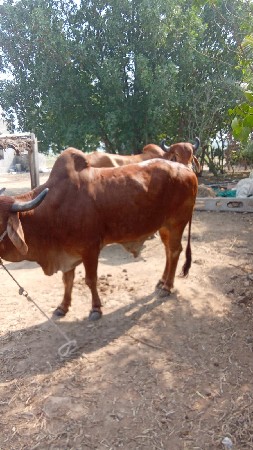 थंबनेल 2