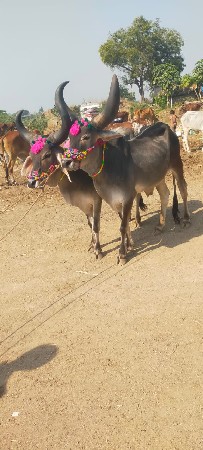 ગોઢલા વેચવાના છે