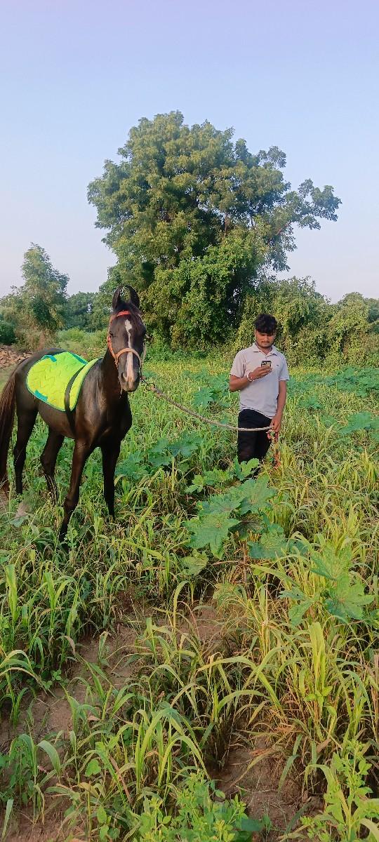 વછેરી વેચવાની છે બે વર્ષની