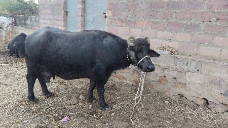 થંબનેલ 2