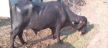 થંબનેલ 3