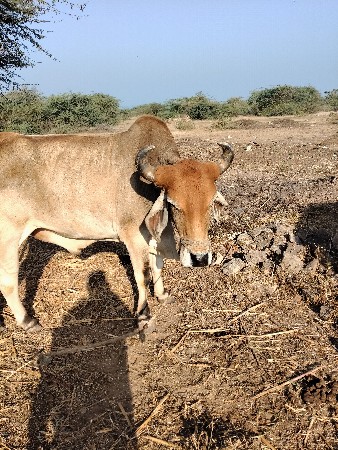 જામખંભાળિયા