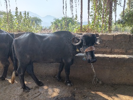 ભેંસ વેચવાની છે