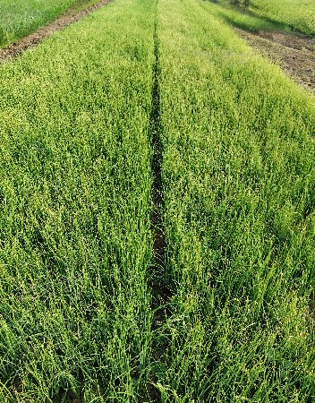 ડુંગરી નો રોપ વેચવાનો છે