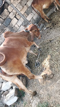 આ ગાય વેચવાની છે દોઢ મહિનાની વાર છ