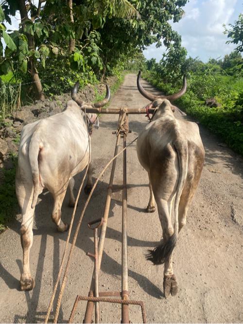 બળધ 
બધી જવાબ દારી થી દેવા ના છે