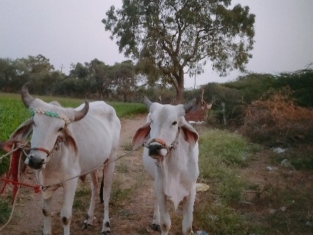 थंबनेल 2