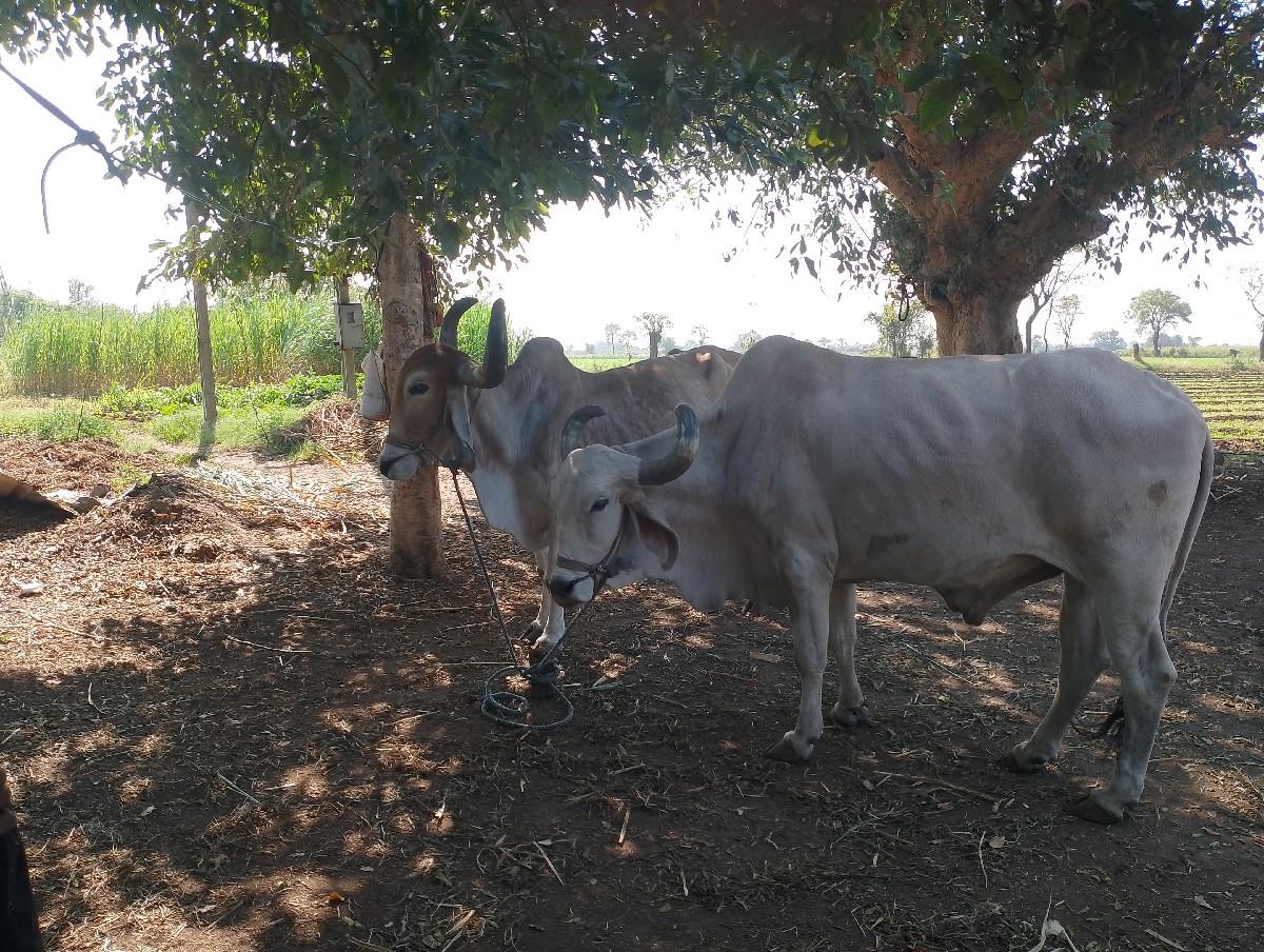 આ બળદ વેચવાના છે