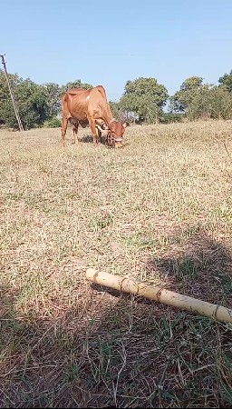 થંબનેલ 1