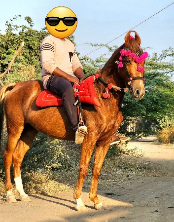 ઘોડી વેચવાની છે,