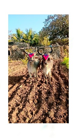 બળદ વેચવાના છે