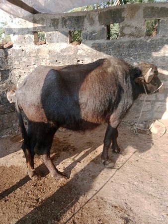 थंबनेल 3