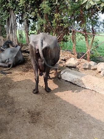 थंबनेल 2