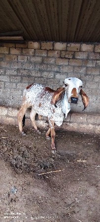 थंबनेल 3