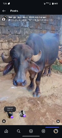 બીજું. વેટર ગાભની