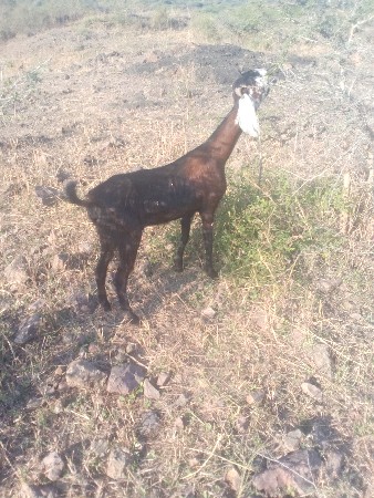 બકરીવેશવાનીછે