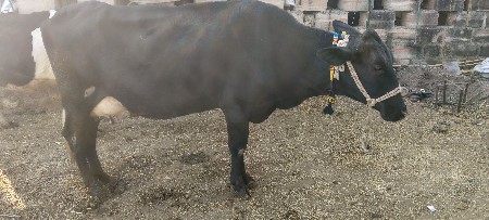 થંબનેલ 3