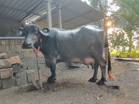 थंबनेल 2