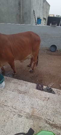 थंबनेल 3