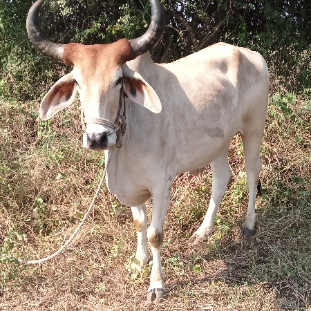 थंबनेल 2