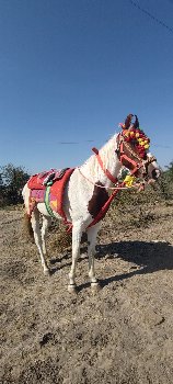 થંબનેલ 2