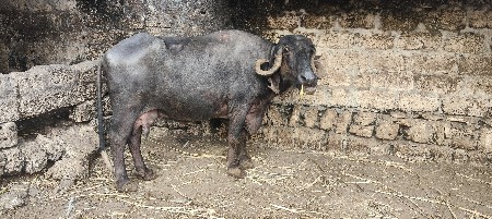 ભેંસ વેચવાની છે