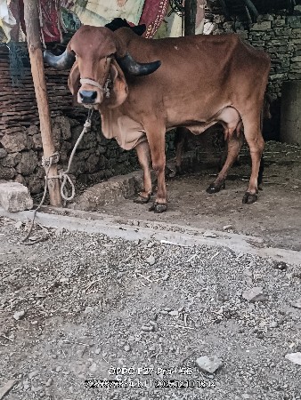 બે  ગાય વેસવાની સે