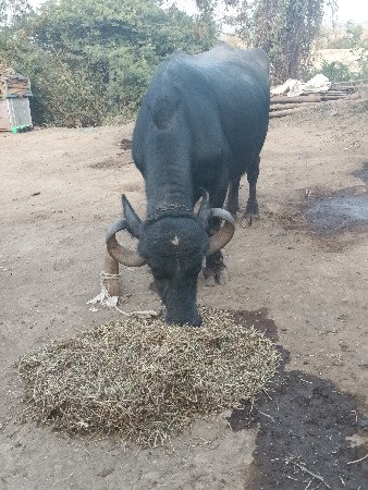 थंबनेल 3