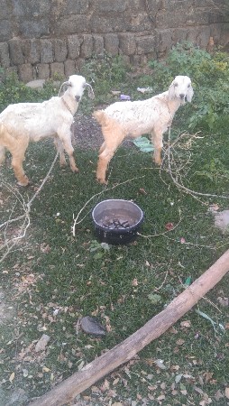 થંબનેલ 2