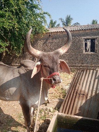 થંબનેલ 2