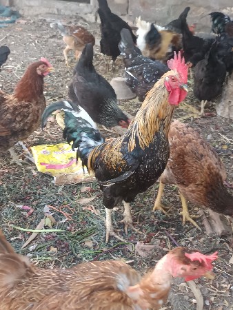 થંબનેલ 2