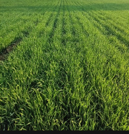 વેચવા નિ