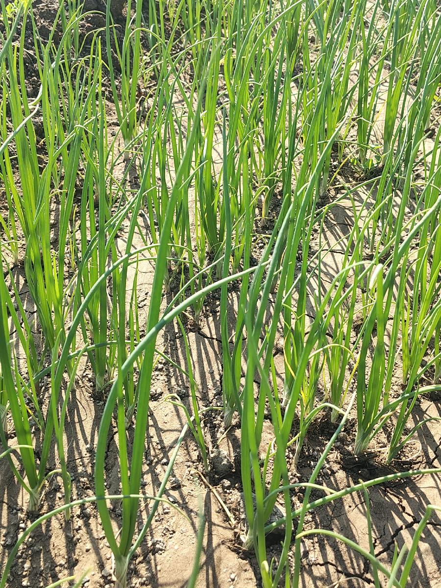 ડુંગળી  રોપ