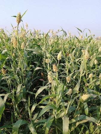 થંબનેલ 1