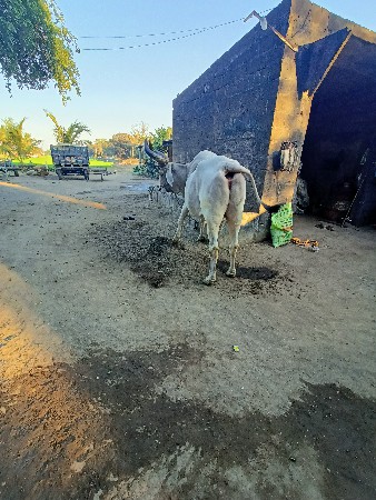 થંબનેલ 3