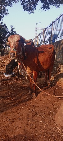 ગીર હોડકી વેચવાની છે