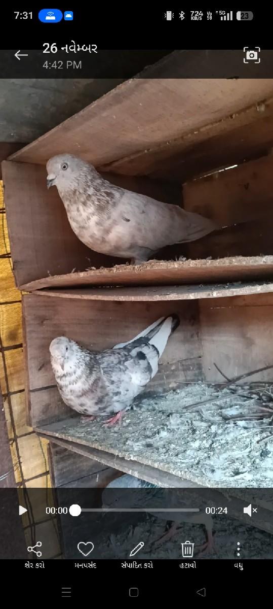 थंबनेल 2