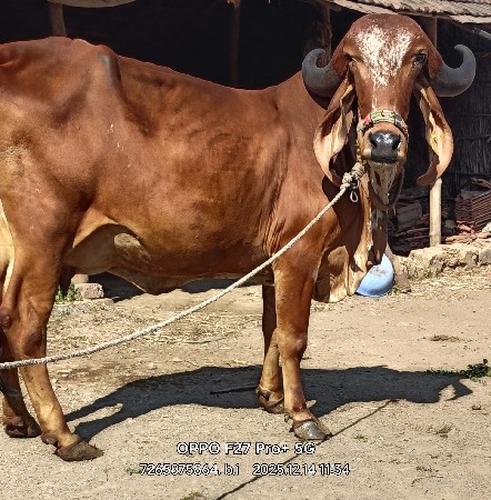 થંબનેલ 6