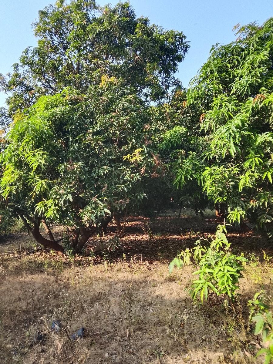 થંબનેલ 3