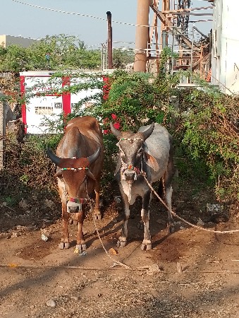 થંબનેલ 3