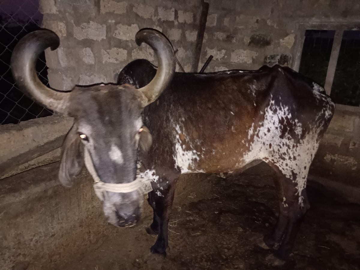 થંબનેલ 2