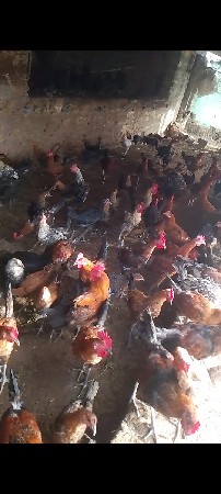 Desi murga murgi 200 Pis