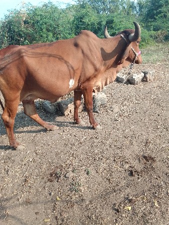 થંબનેલ 2