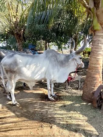 थंबनेल 3