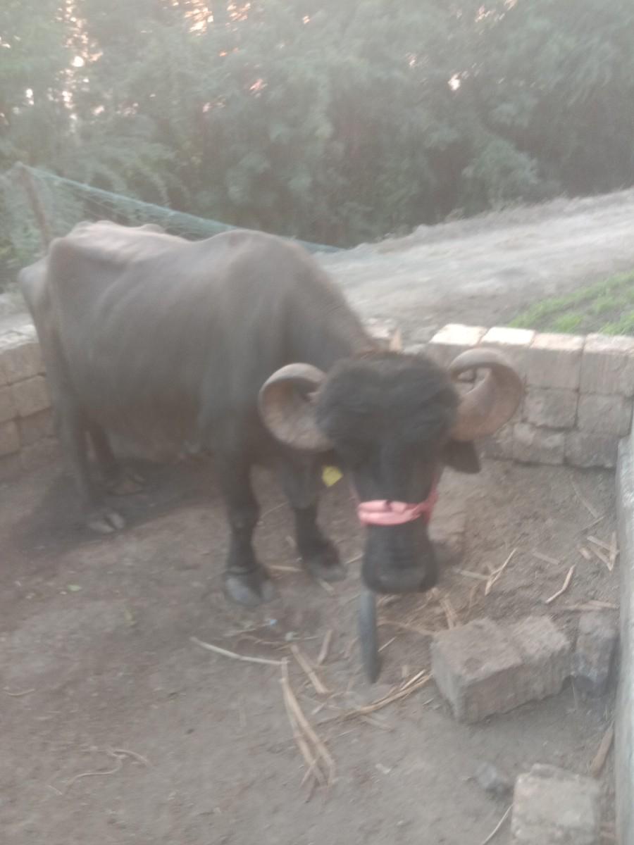 थंबनेल 3