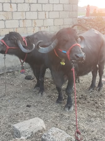 કુતિયાણા