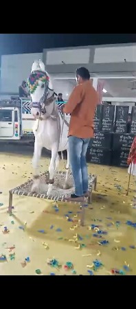 ઘોડી વેચવાની છે.